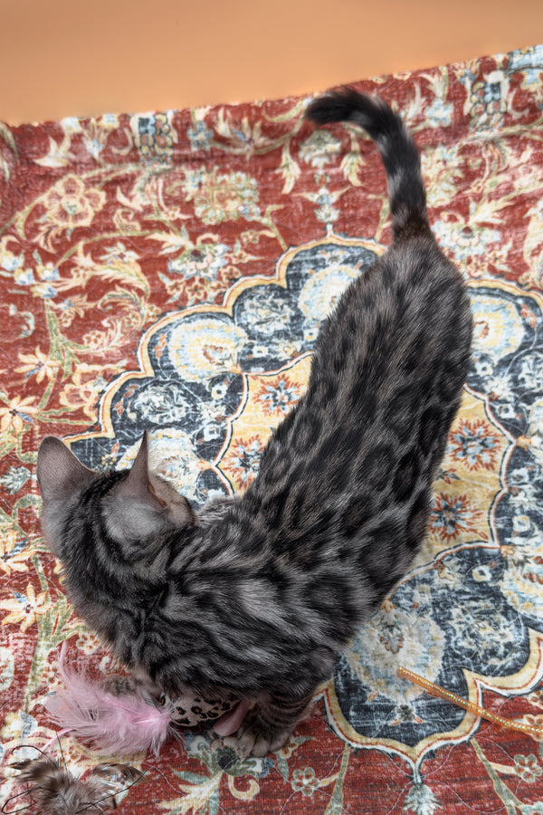 Nymeria | Bengal Kitten