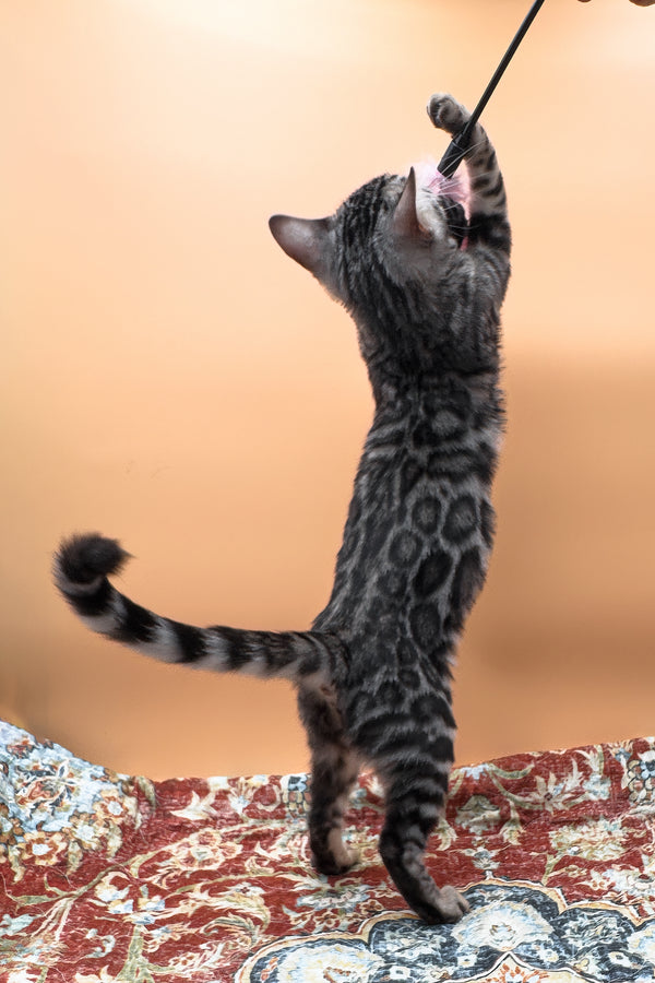 Nymeria | Bengal Kitten