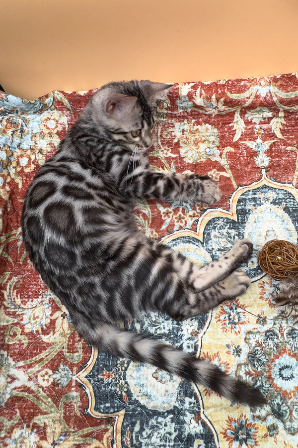 Nymeria | Bengal Kitten