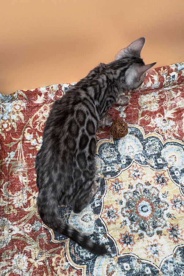 Nymeria | Bengal Kitten