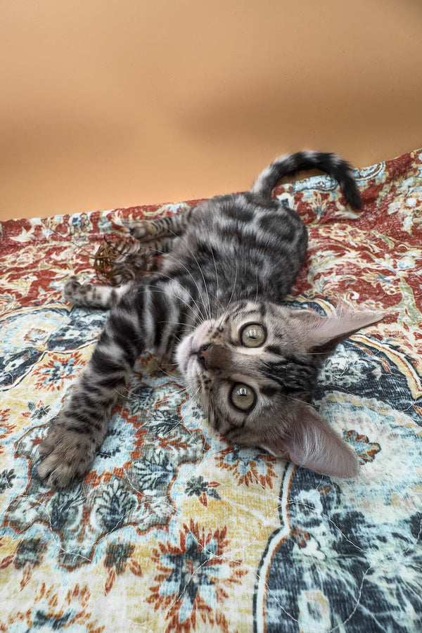 Nymeria | Bengal Kitten