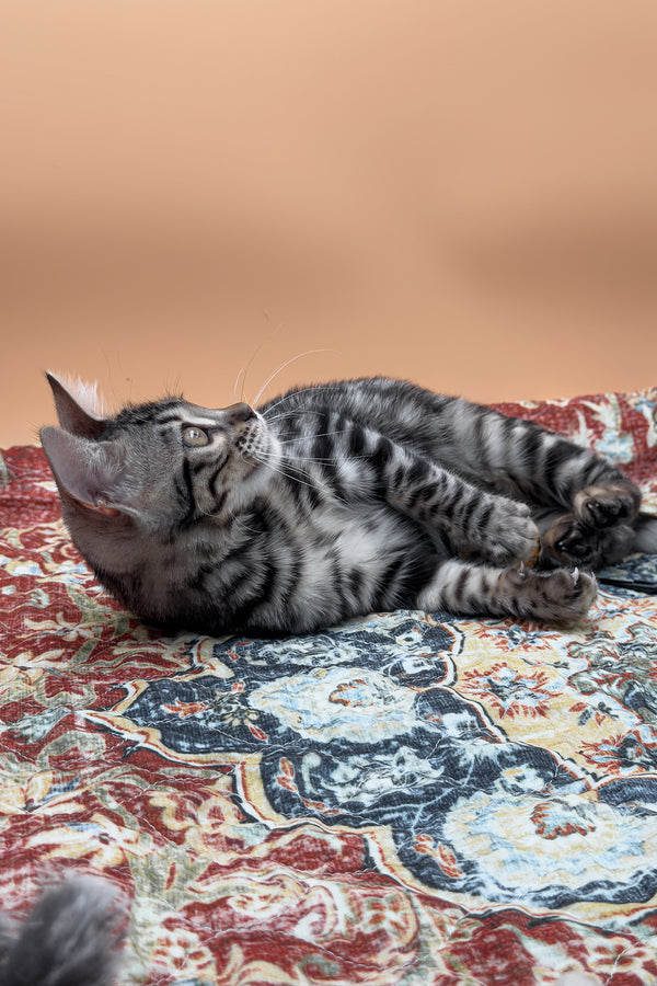 Nymeria | Bengal Kitten