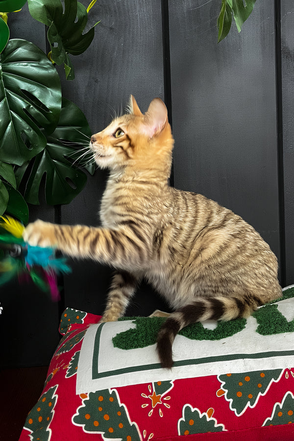 Nys | Toyger Kitten