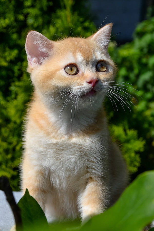 Oliver | Scottish Straight Kitten