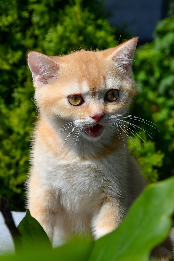 Oliver | Scottish Straight Kitten