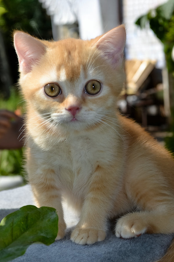 Oliver | Scottish Straight Kitten