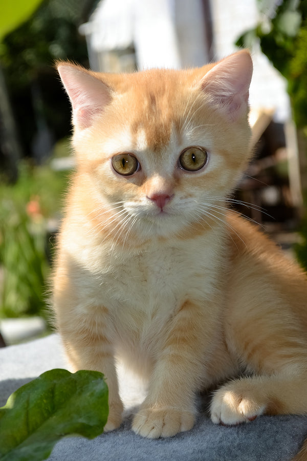 Oliver | Scottish Straight Kitten