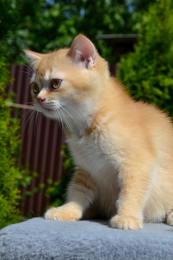 Oliver | Scottish Straight Kitten