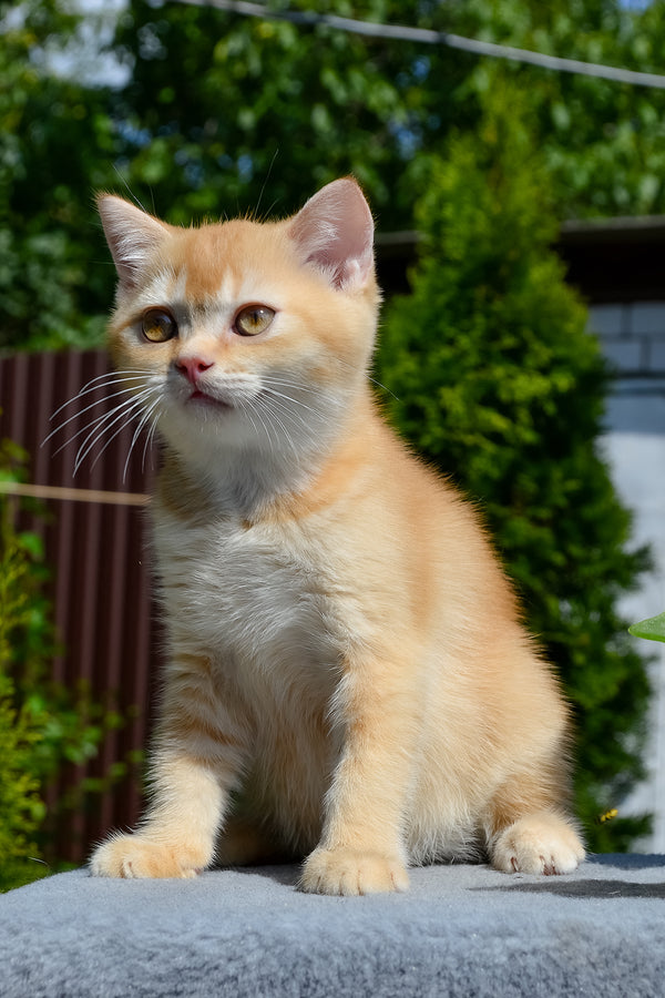 Oliver | Scottish Straight Kitten