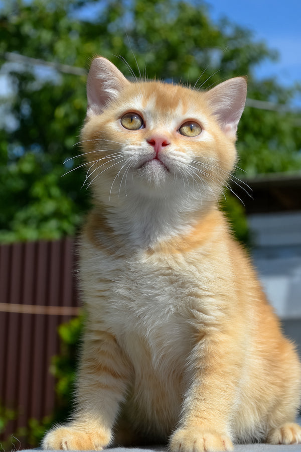 Oliver | Scottish Straight Kitten