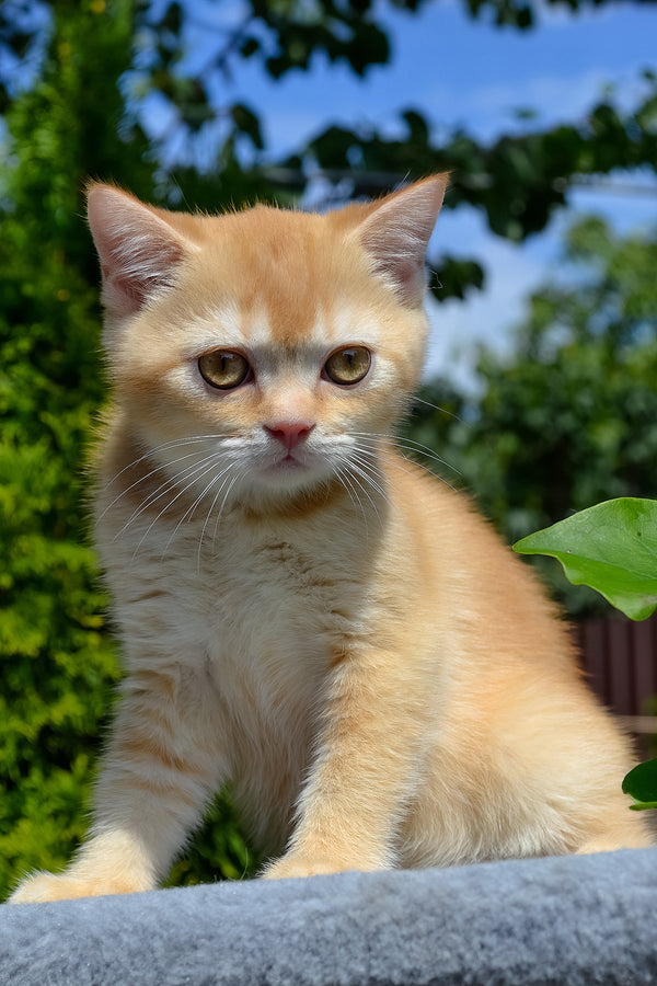 Oliver | Scottish Straight Kitten