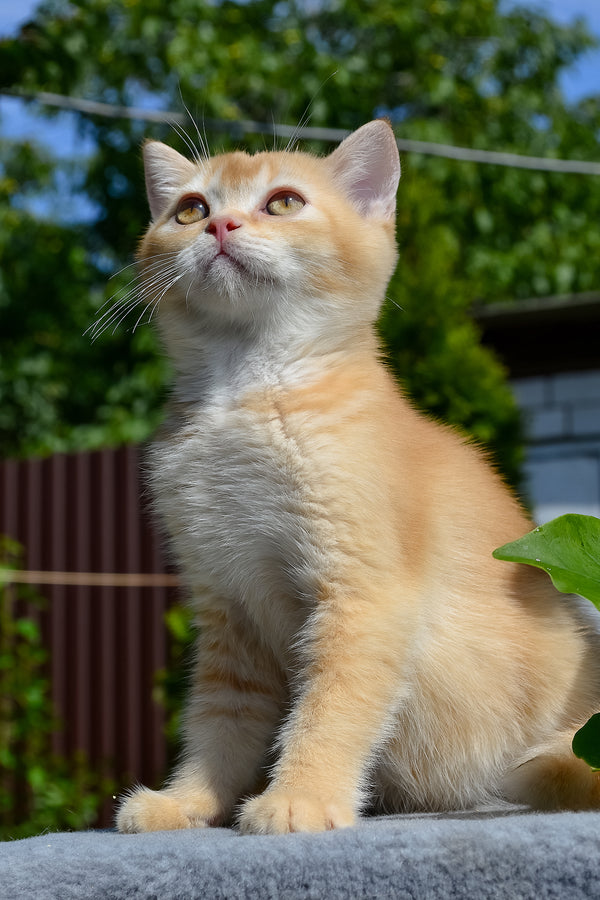 Oliver | Scottish Straight Kitten