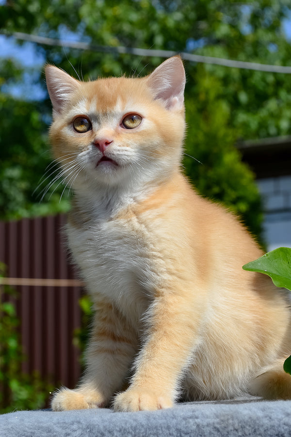 Oliver | Scottish Straight Kitten