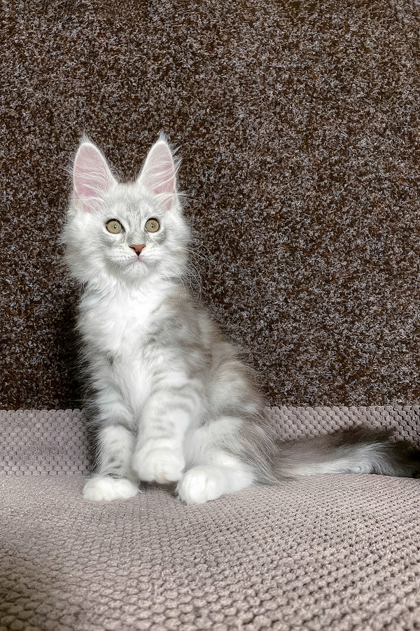 Oliver | Maine Coon Kitten