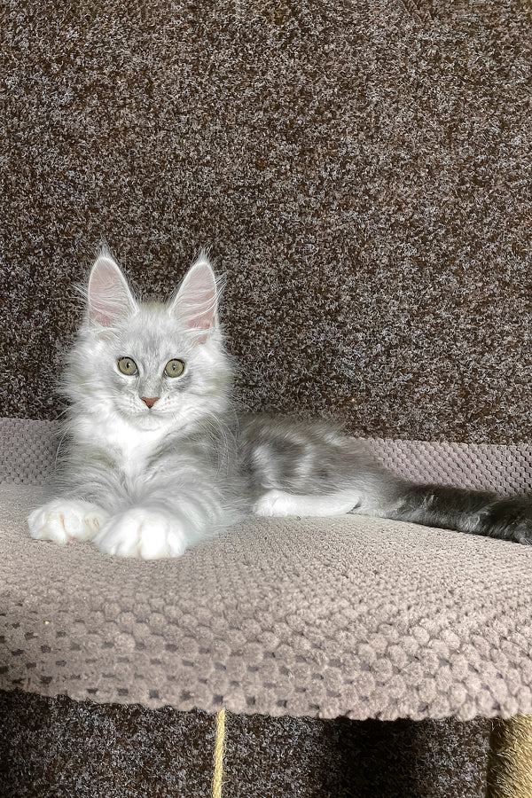 Oliver | Maine Coon Kitten