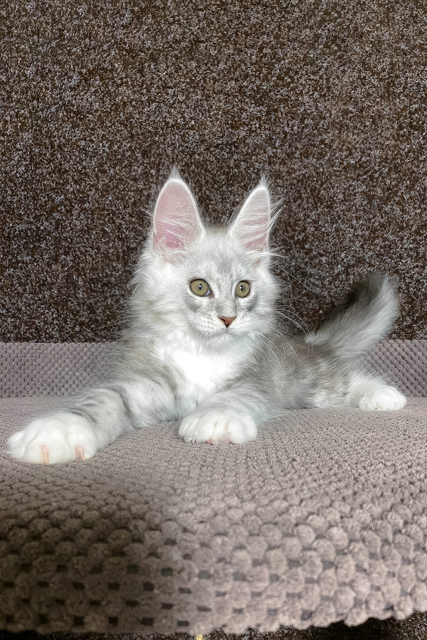 Oliver | Maine Coon Kitten