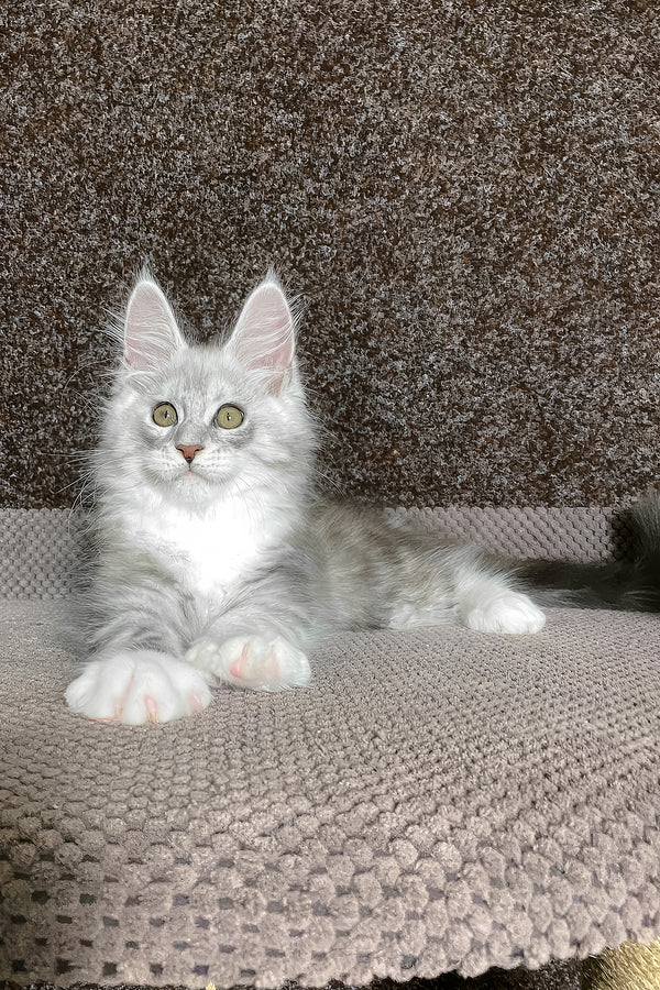 Oliver | Maine Coon Kitten