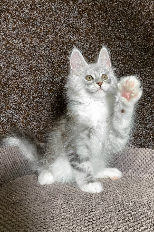 Oliver | Maine Coon Kitten