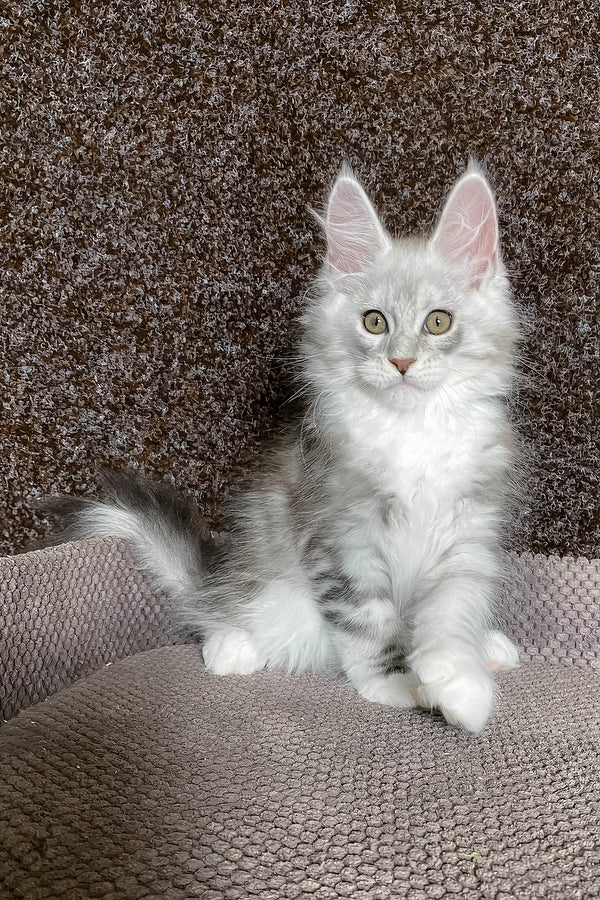 Oliver | Maine Coon Kitten