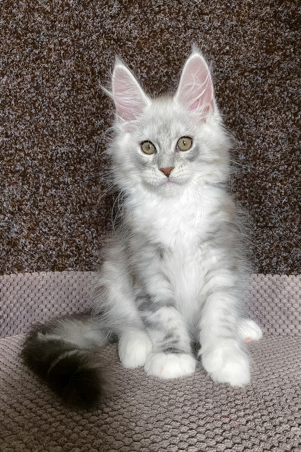 Oliver | Maine Coon Kitten