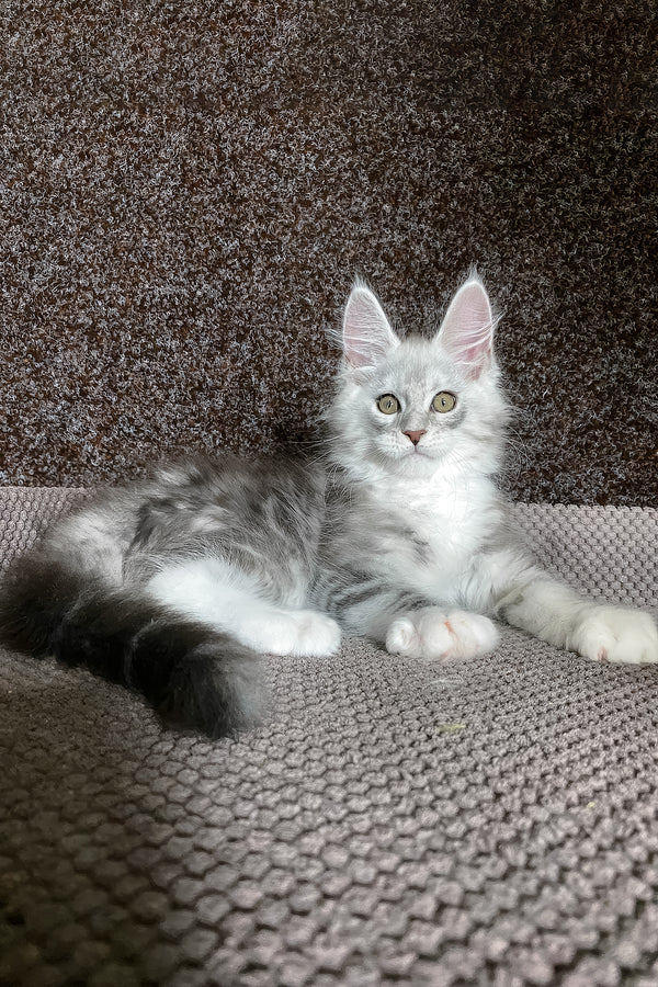 Oliver | Maine Coon Kitten