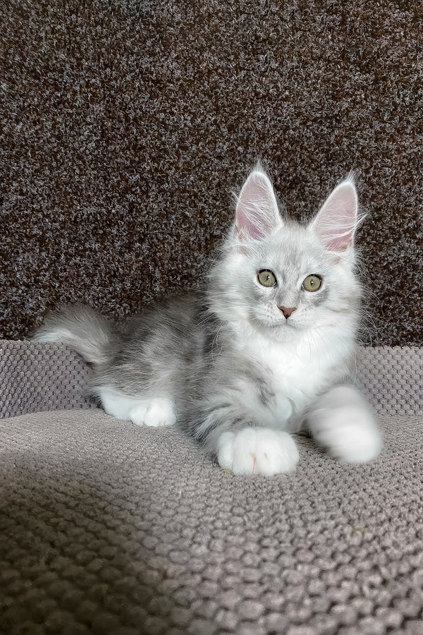 Oliver | Maine Coon Kitten
