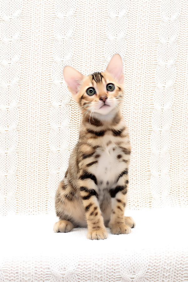Octavia | Bengal Kitten