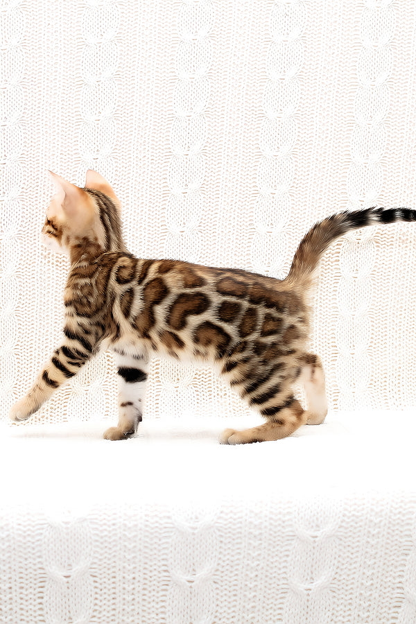 Octavia | Bengal Kitten