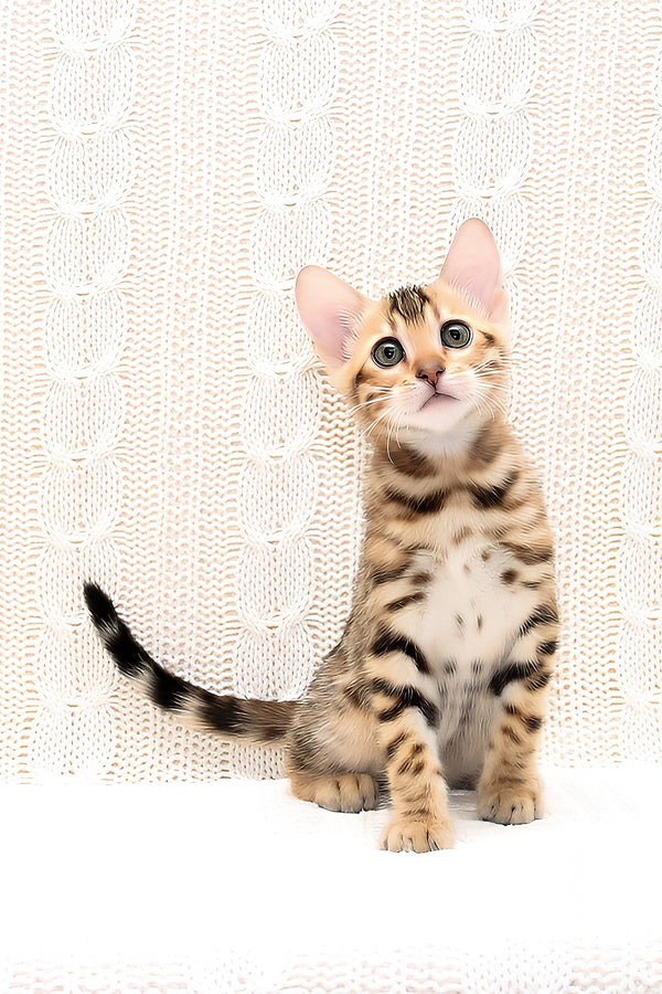 Octavia | Bengal Kitten