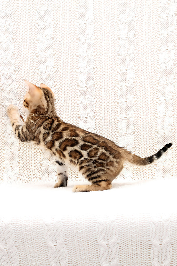 Octavia | Bengal Kitten