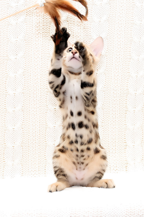 Octavia | Bengal Kitten