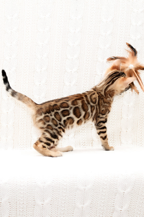 Octavia | Bengal Kitten