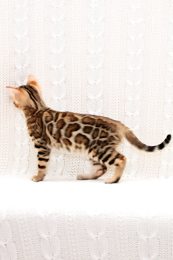 Octavia | Bengal Kitten