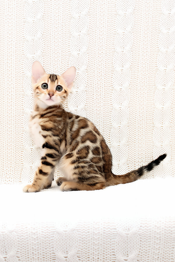 Octavia | Bengal Kitten