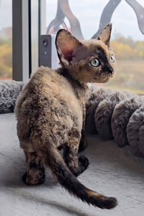 Odry | Devon Rex Kitten