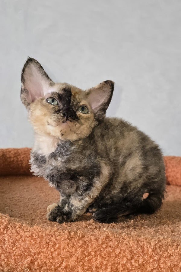 Odry | Devon Rex Kitten