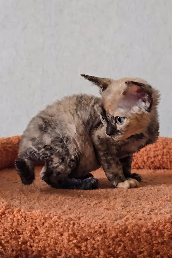 Odry | Devon Rex Kitten