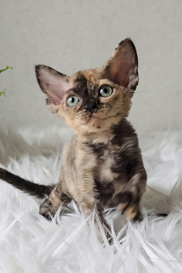 Odry | Devon Rex Kitten