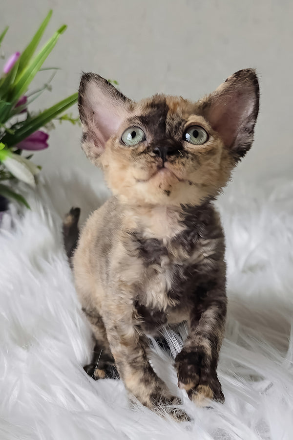 Odry | Devon Rex Kitten
