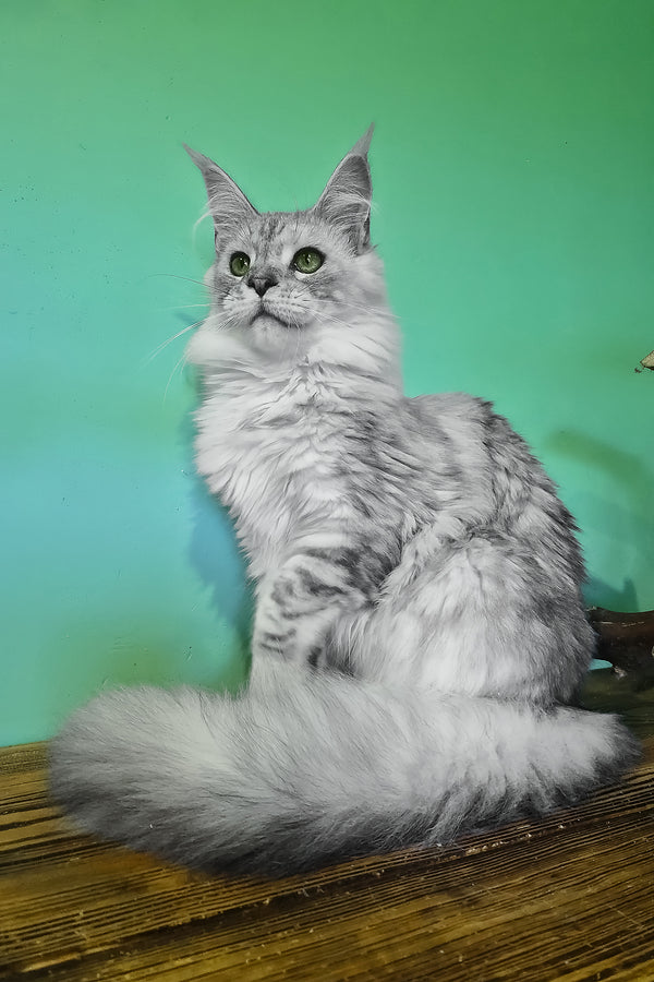 Ody | Maine Coon Kitten