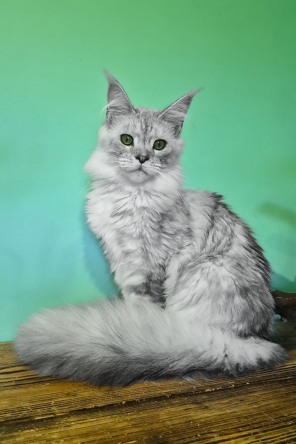 Ody | Maine Coon Kitten