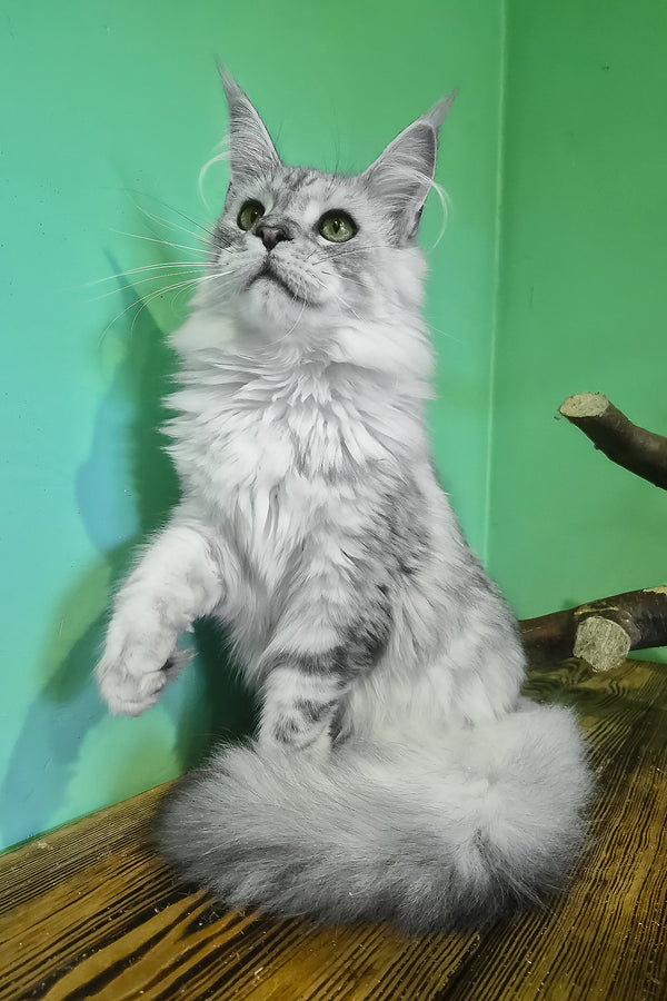 Ody | Maine Coon Kitten