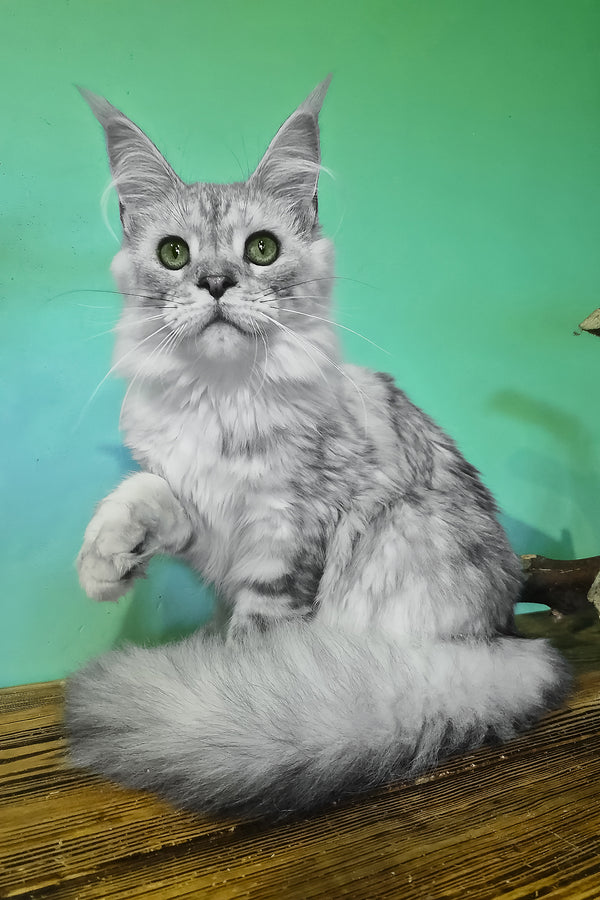 Ody | Maine Coon Kitten
