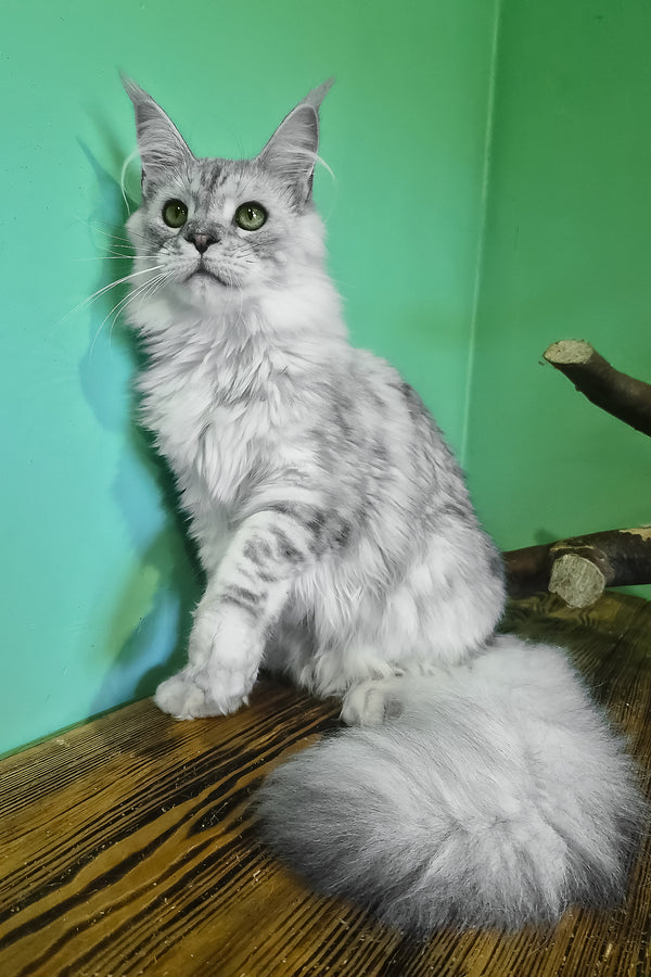 Ody | Maine Coon Kitten