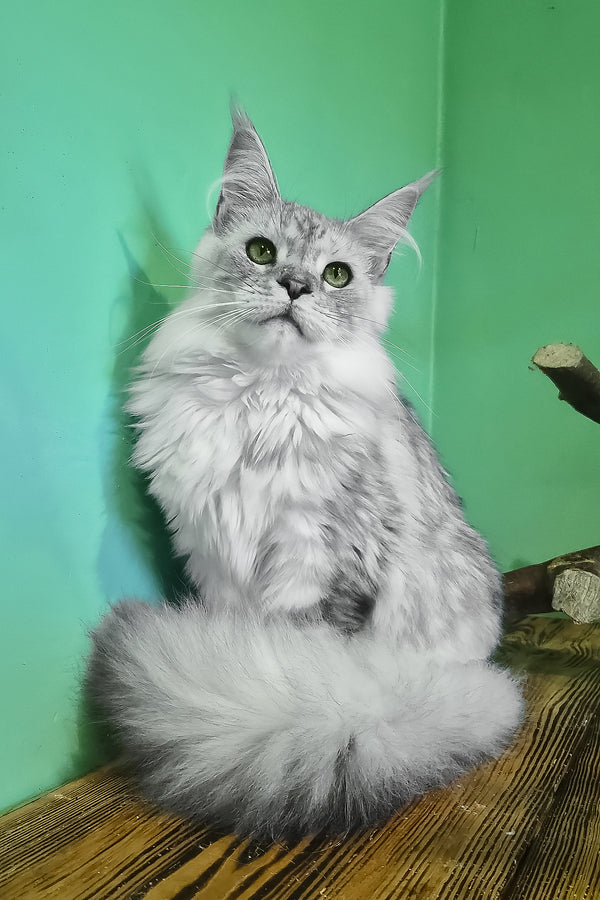 Ody | Maine Coon Kitten
