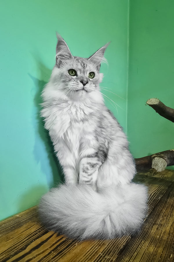 Ody | Maine Coon Kitten