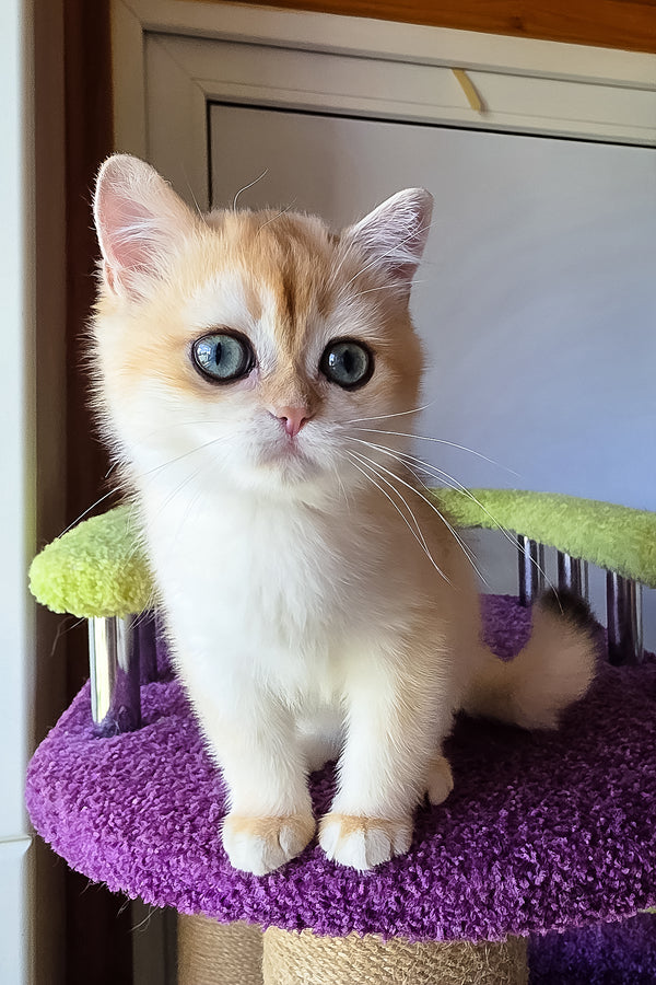 Ofeliya | British Shorthair Kitten