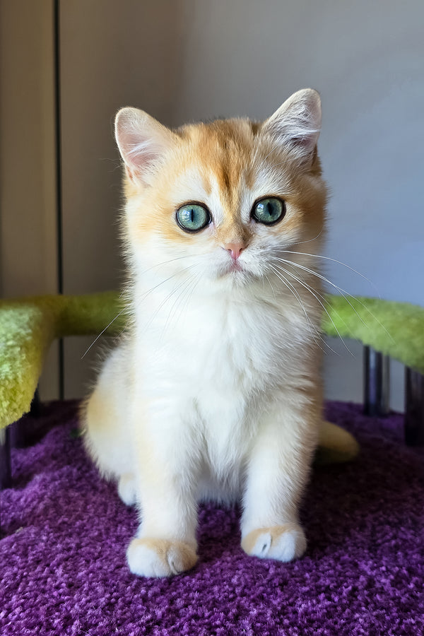 Ofeliya | British Shorthair Kitten
