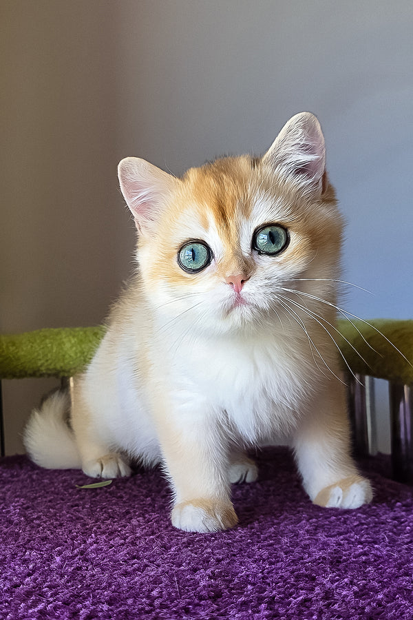 Ofeliya | British Shorthair Kitten