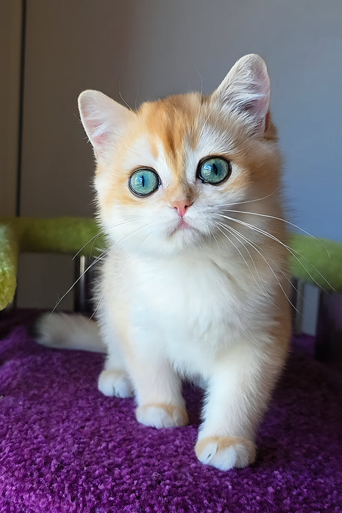 Ofeliya | British Shorthair Kitten